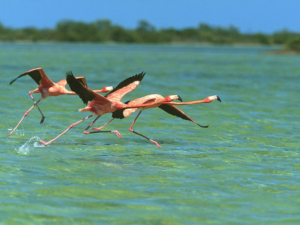 Water Walkers